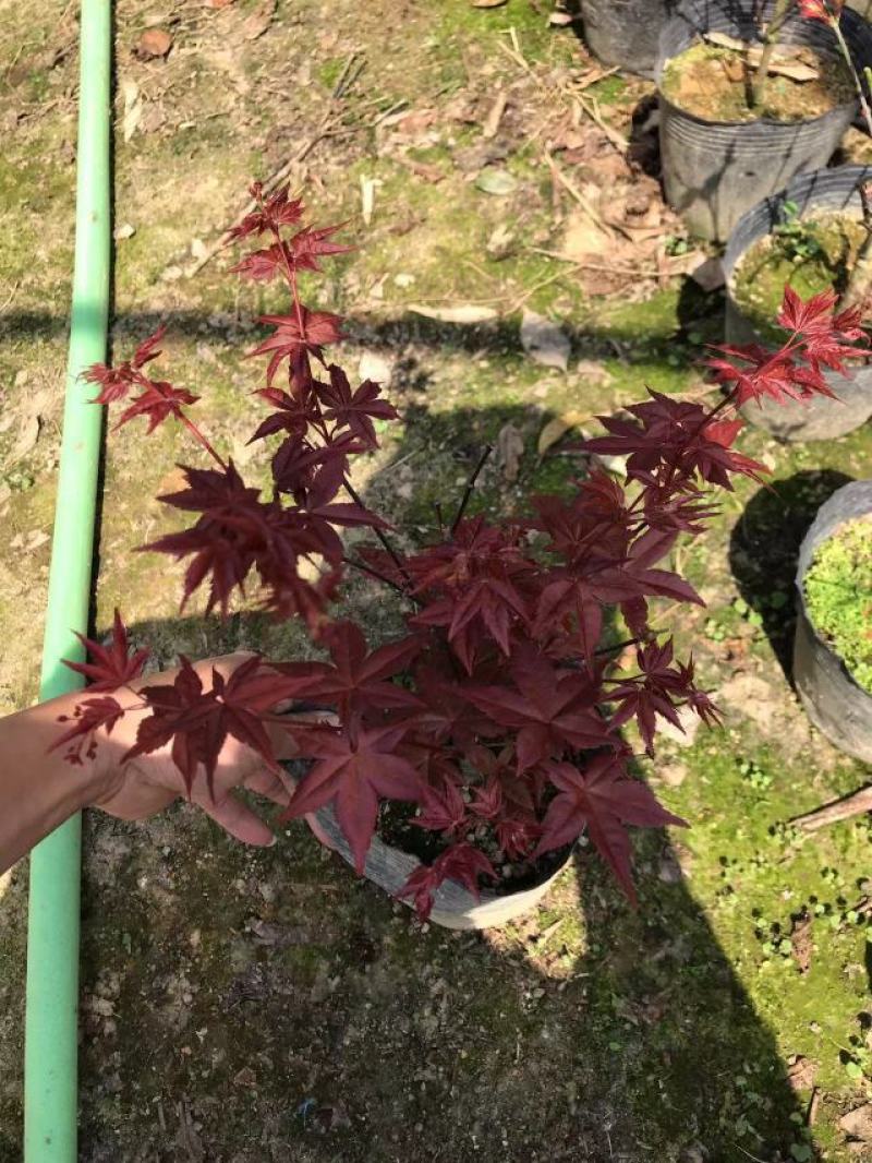 红枫