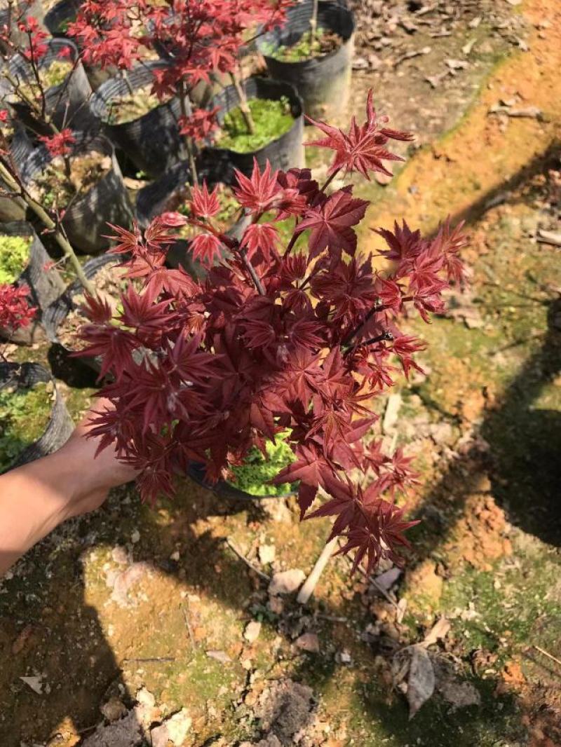 红枫