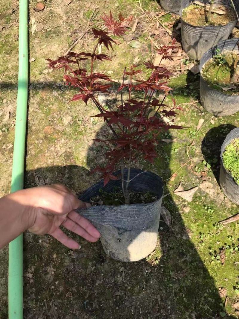 红枫