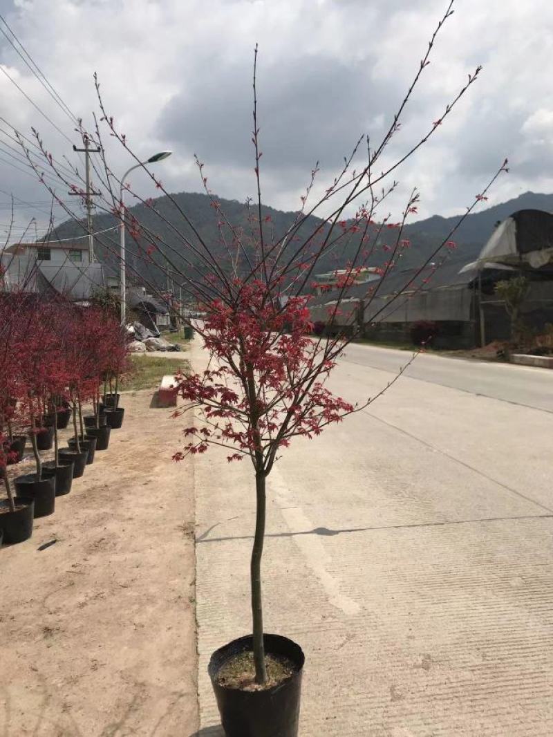 红枫