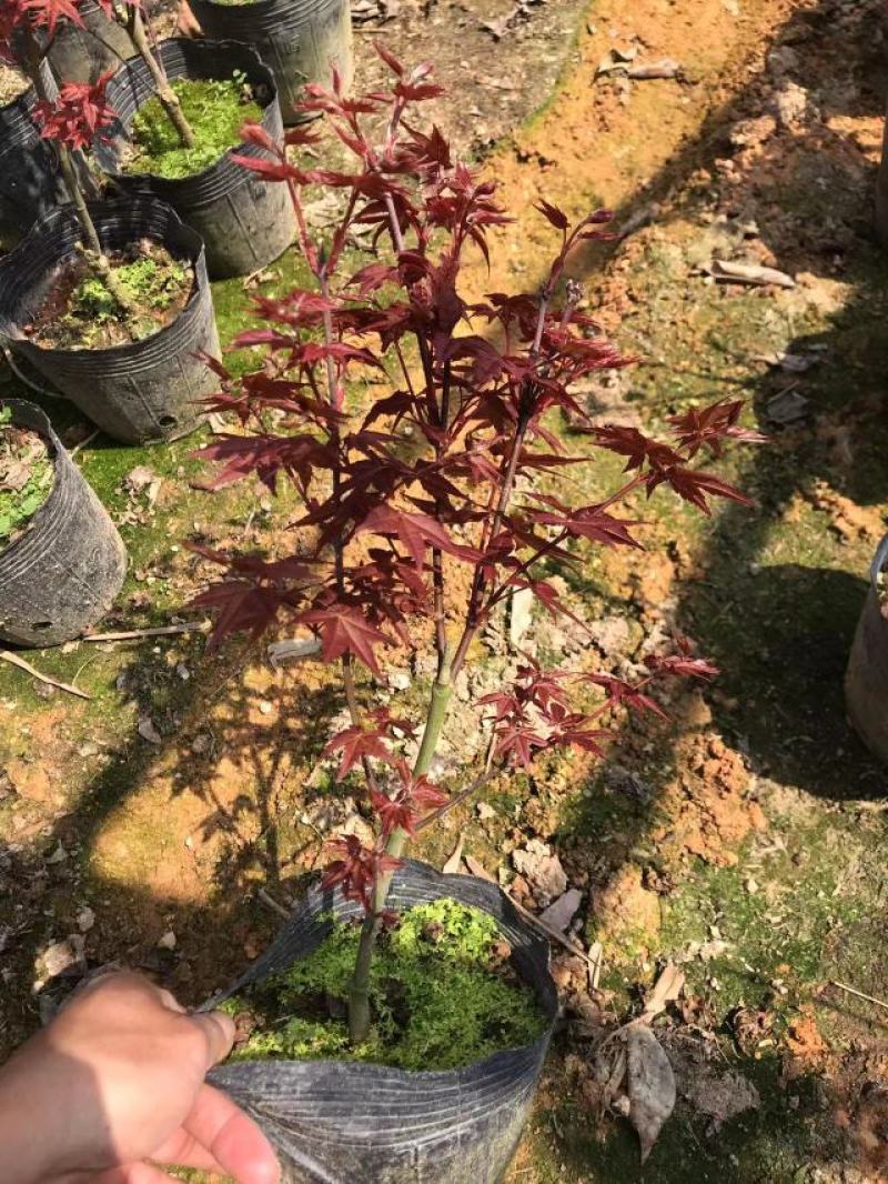 红枫