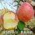 甘肃精品红富士苹果新鲜采摘保证质量无伤无疤无次果