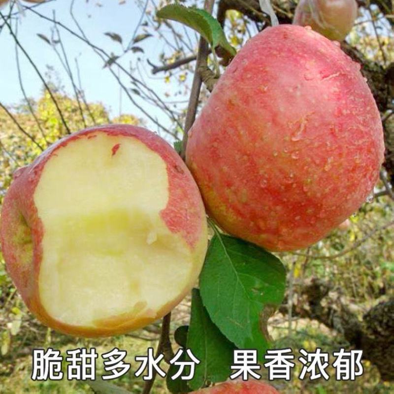 甘肃精品红富士苹果新鲜采摘保证质量无伤无疤无次果