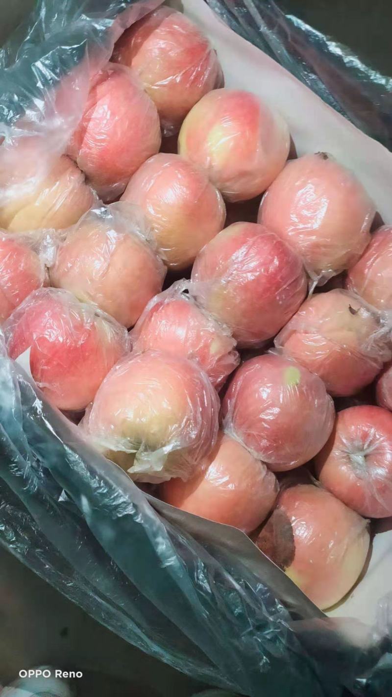 甘肃精品红富士苹果新鲜采摘保证质量无伤无疤无次果