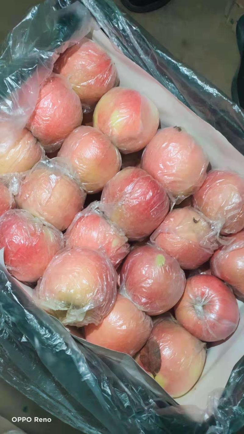 甘肃精品红富士苹果新鲜采摘保证质量无伤无疤无次果
