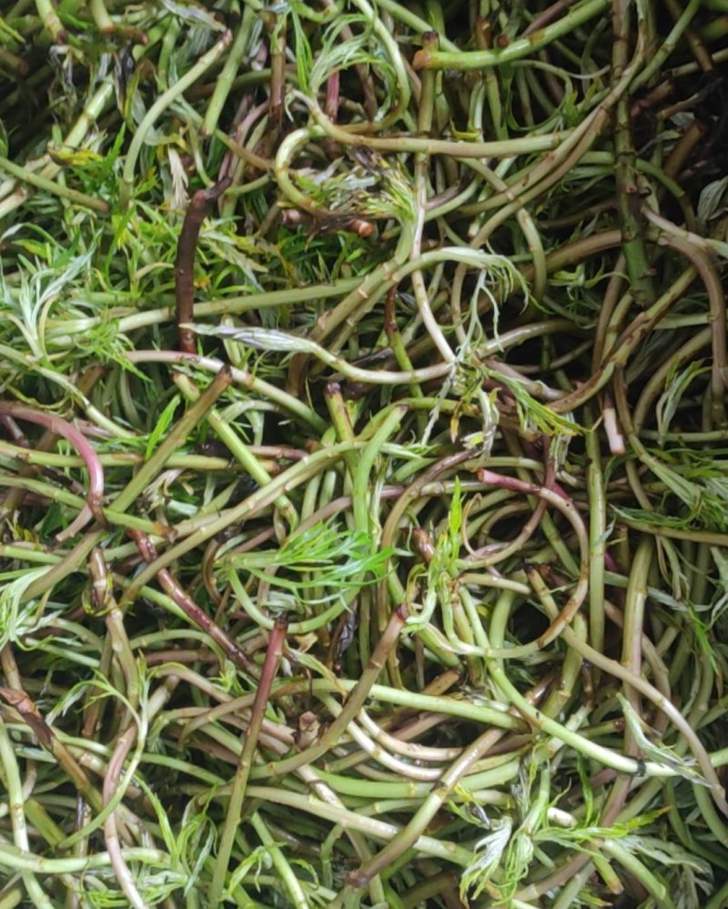 精品安徽黎蒿一手货源基地直发质量保障可视频看货