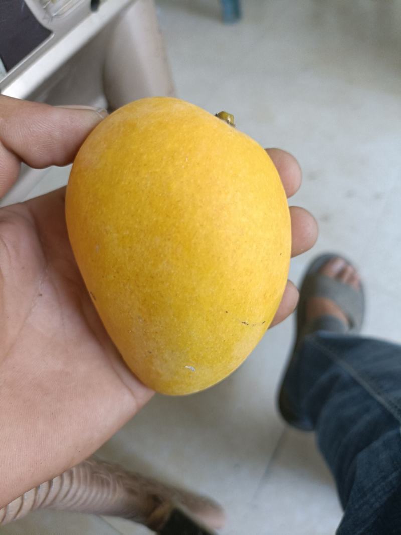 海南热带台芒大果，需要的联系货不多要的抓紧，4.2