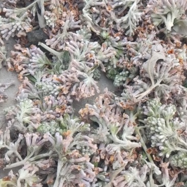 密蒙花
