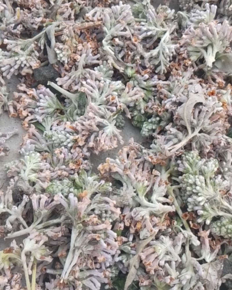 密蒙花