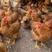 灵山土鸡123天，存栏：6000羽。健康靓鸡