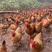 灵山土鸡123天，存栏：6000羽。健康靓鸡