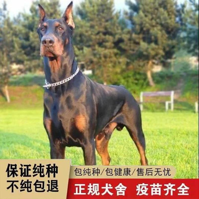 纯种杜宾犬德系杜宾活体笃宾护卫犬大型猎犬警犬宠物狗猛