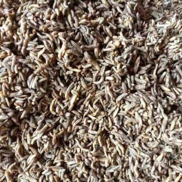 蒸煮凤凰虫黑水虻虫品质保证家禽水产宠物高蛋白饲料虫