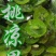 猕猴桃干奇异果猕猴桃果干凉果蜜饯陕西绿心散装特产