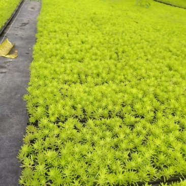 金叶佛甲草穴盘苗杯苗双色盆佛甲草基地直发量大价优