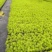 金叶佛甲草穴盘苗杯苗双色盆佛甲草基地直发量大价优