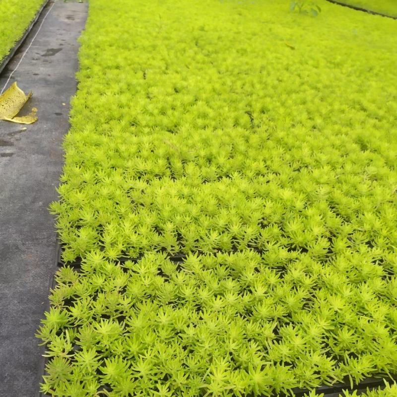 金叶佛甲草穴盘苗杯苗双色盆佛甲草基地直发量大价优