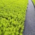 金叶佛甲草穴盘苗杯苗双色盆佛甲草基地直发量大价优