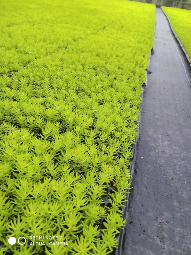 金叶佛甲草穴盘苗杯苗双色盆佛甲草基地直发量大价优
