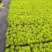 金叶佛甲草穴盘苗杯苗双色盆佛甲草基地直发量大价优