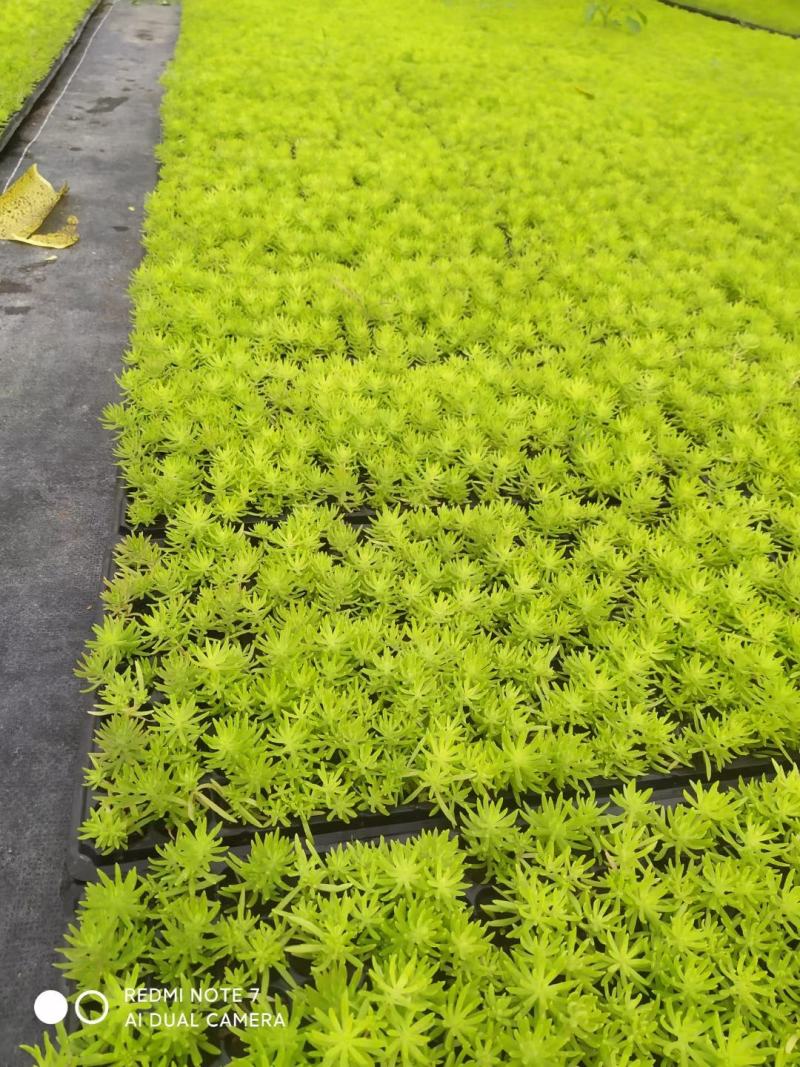 金叶佛甲草穴盘苗杯苗双色盆佛甲草基地直发量大价优