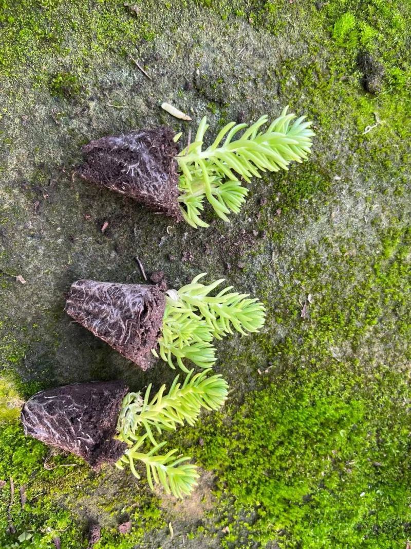 金叶佛甲草穴盘苗杯苗双色盆佛甲草基地直发量大价优