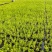 金叶佛甲草穴盘苗杯苗双色盆佛甲草基地直发量大价优