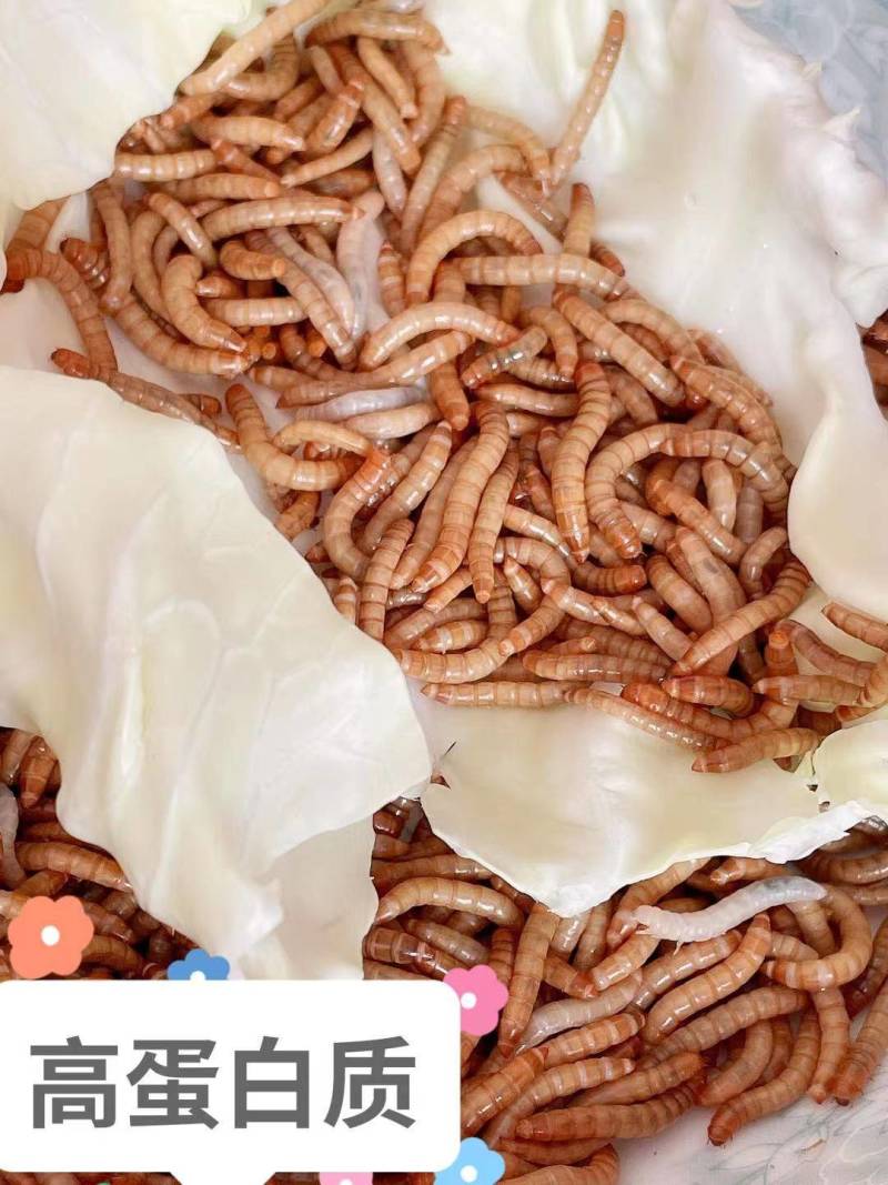 黄粉虫活虫.各种规格都有。虫沙常年供应。