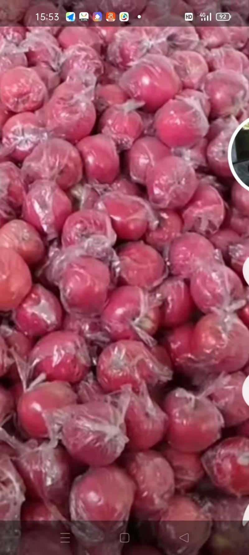 大量供应，精品膜袋红富士苹果，果个大口感好，一手货源