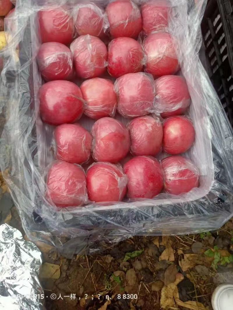 大量供应，精品膜袋红富士苹果，果个大口感好，一手货源