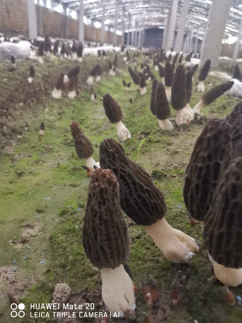 新鲜羊肚菌产地直销一手货源