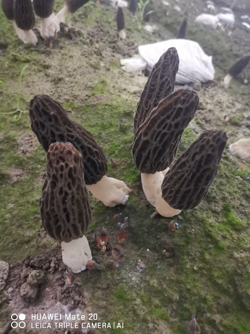 新鲜羊肚菌产地直销一手货源