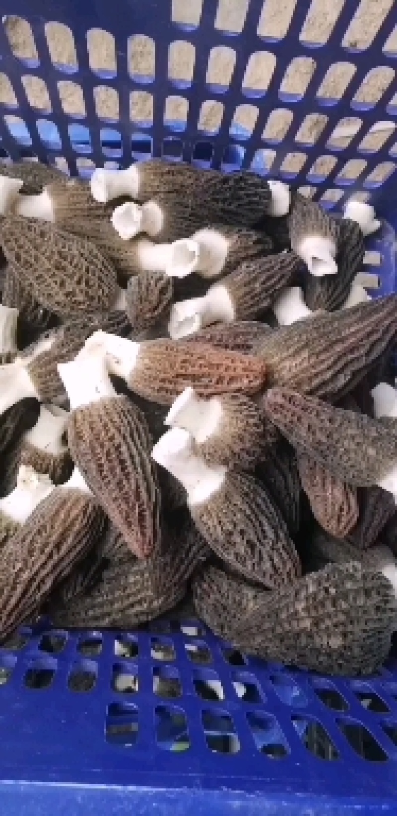 新鲜羊肚菌产地直销一手货源