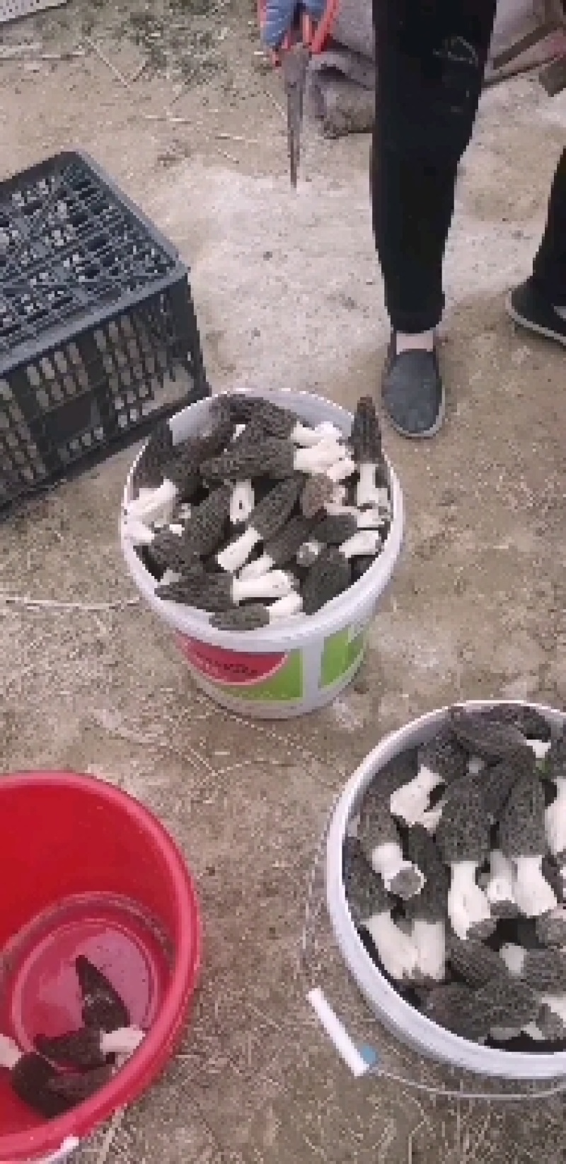 新鲜羊肚菌产地直销一手货源
