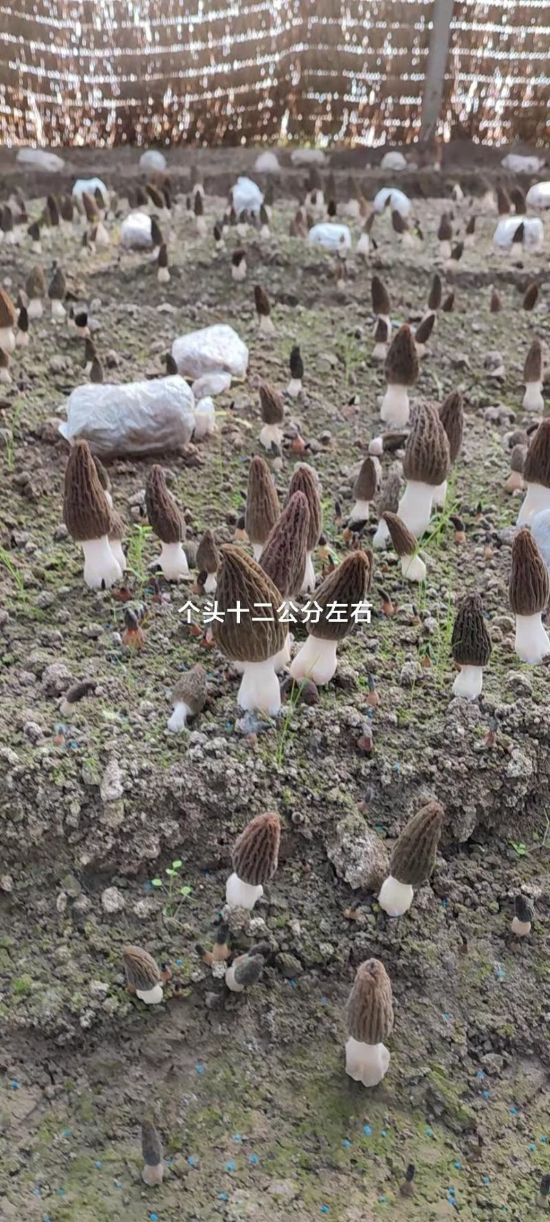 新鲜羊肚菌产地直销一手货源
