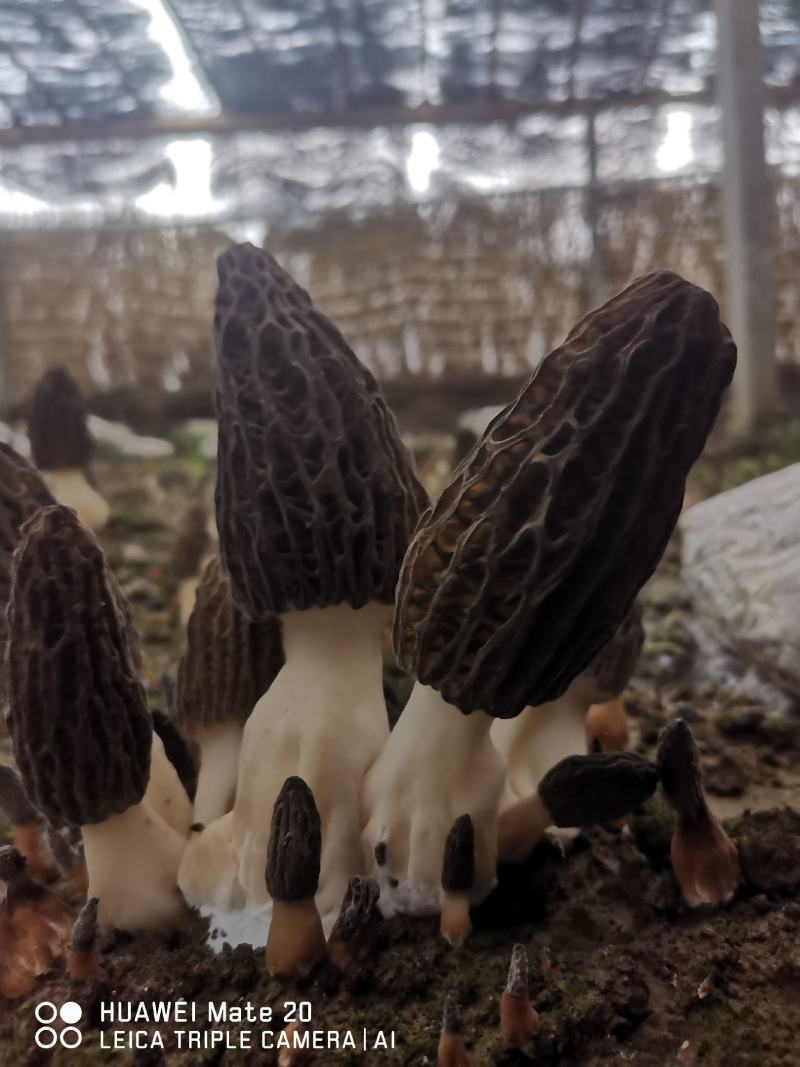 新鲜羊肚菌产地直销一手货源