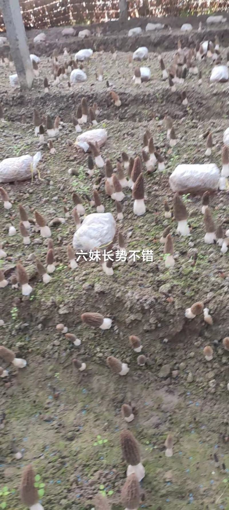 新鲜羊肚菌产地直销一手货源
