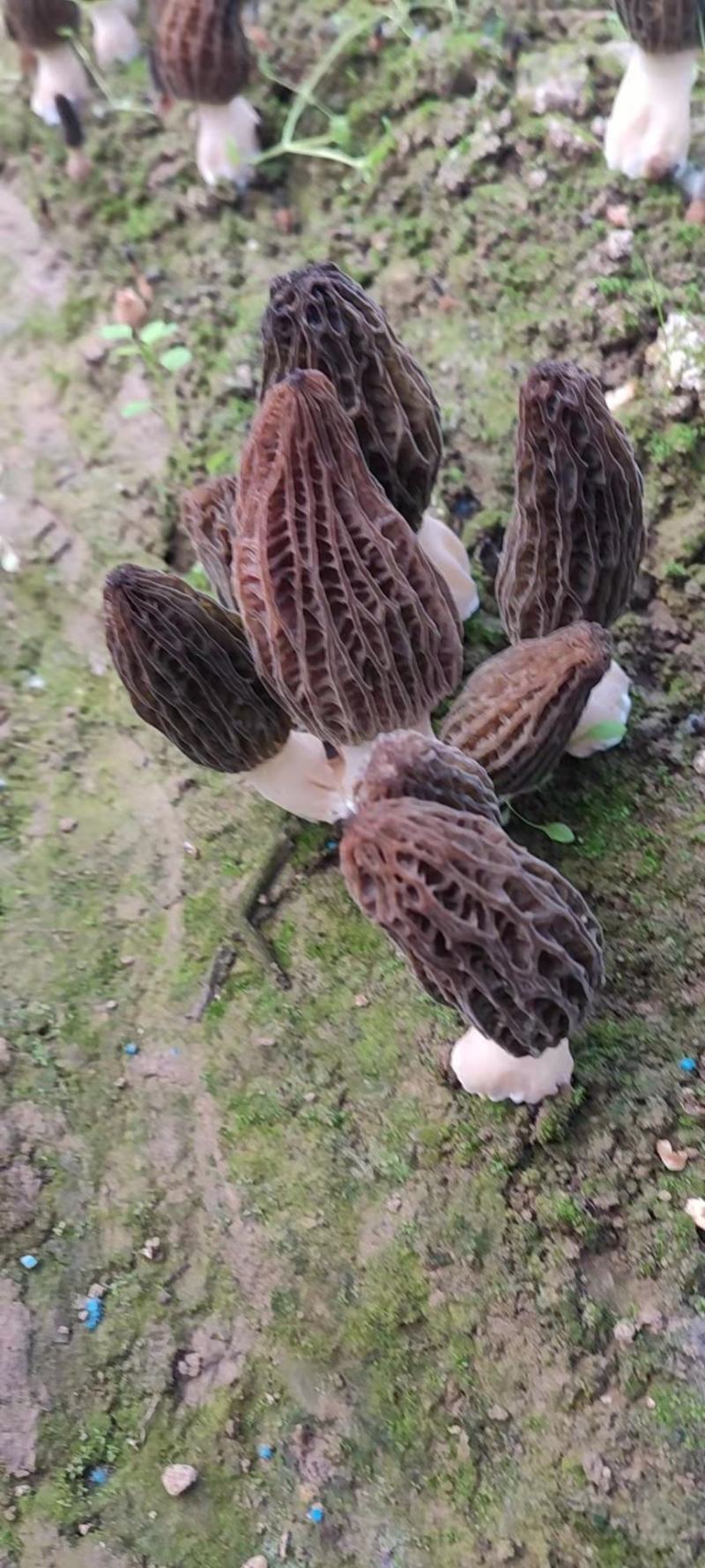 新鲜羊肚菌产地直销一手货源
