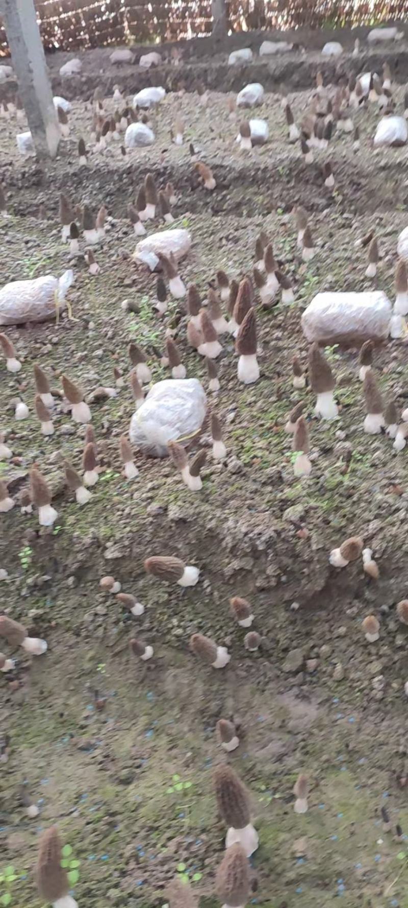 新鲜羊肚菌产地直销一手货源