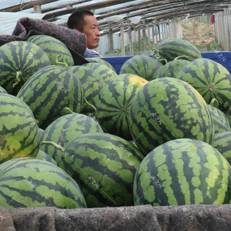 精品甜王西瓜，基地直发，个头均匀红壤多汁，全国批发
