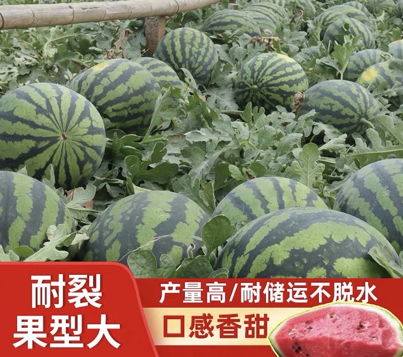 精品甜王西瓜，基地直发，个头均匀红壤多汁，全国批发