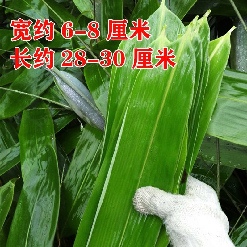 【包邮-100片粽叶】热销新鲜现摘家用四季大号粽叶