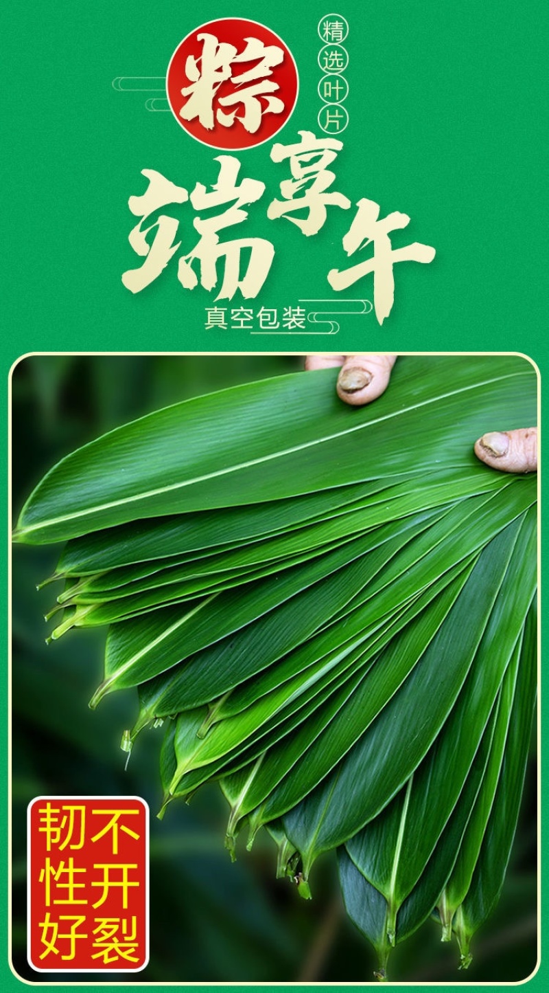 【包邮-100片粽叶】热销新鲜现摘家用四季大号粽叶