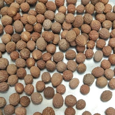 枣核酸枣酸枣胡陕西宝鸡货，去年陈货出仁率高。现场坐标