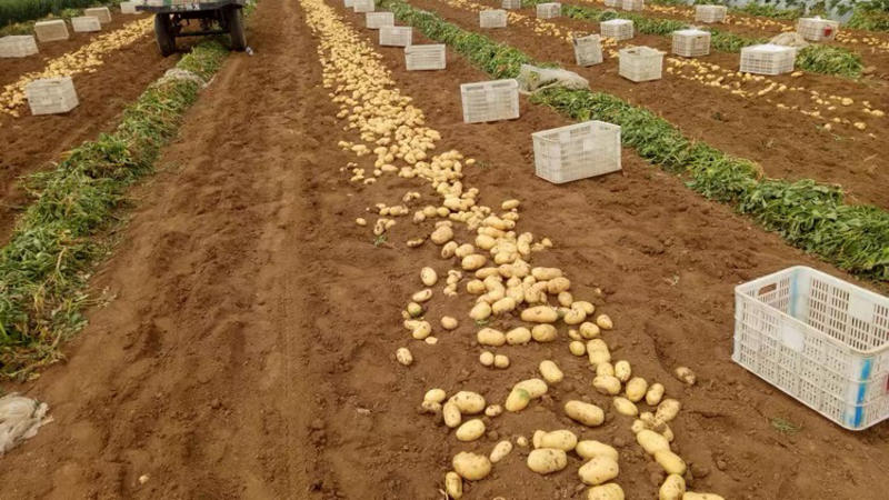 山东荷兰十五土豆，大量现货基地直发，全国供应