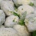 精品青梗白面有机花菜,花白根平无黑点,价格合理,全国代发