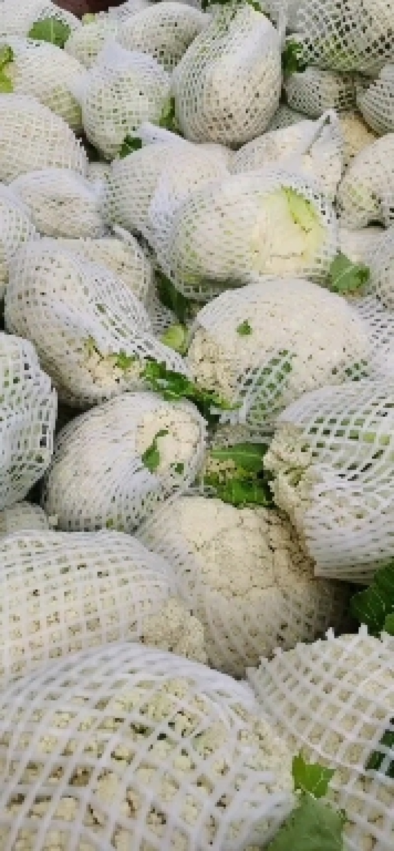 精品青梗白面有机花菜，花白根平无黑点，价格合理，全国代发