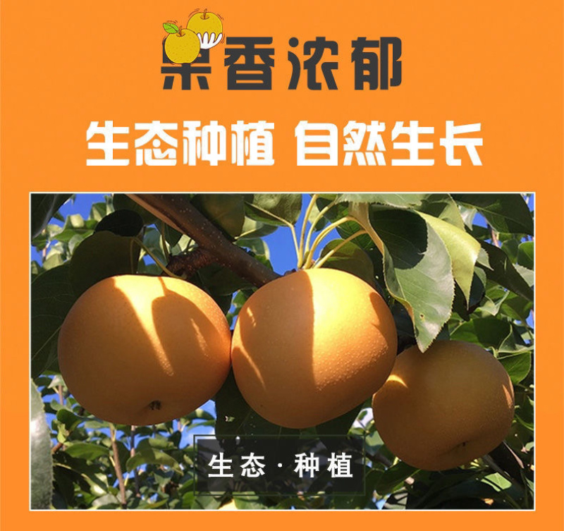 秋月梨丰水梨正宗超甜冰糖梨薄皮秋月梨黄皮梨脆甜多汁蜂蜜梨
