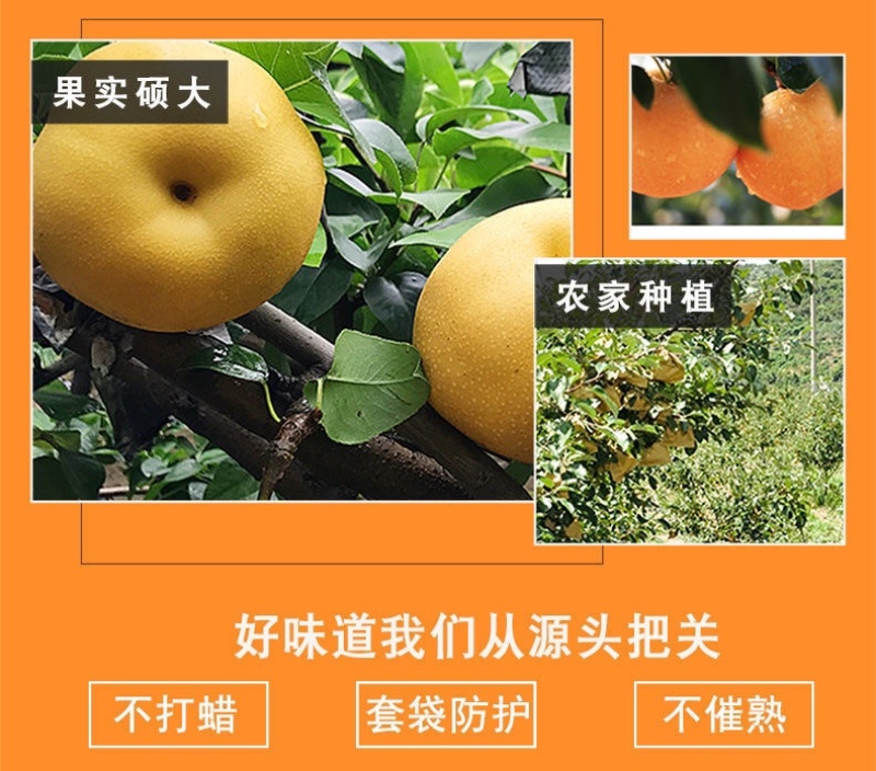 秋月梨丰水梨正宗超甜冰糖梨薄皮秋月梨黄皮梨脆甜多汁蜂蜜梨