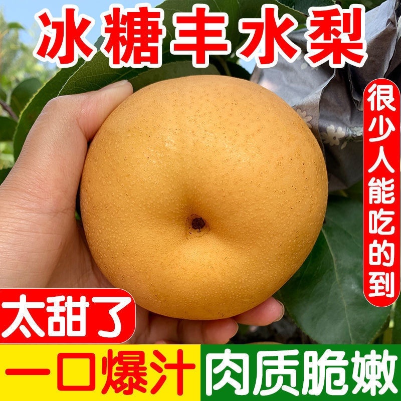 秋月梨丰水梨正宗超甜冰糖梨薄皮秋月梨黄皮梨脆甜多汁蜂蜜梨